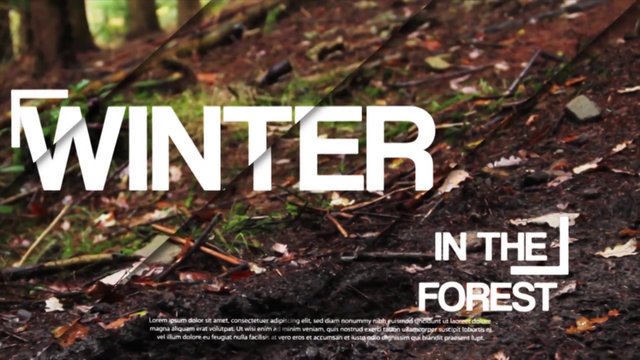 Katy Curd – Winter in the Forest